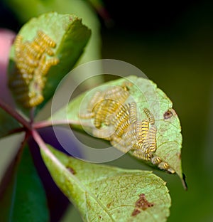 grapeleaf skeletonizer
scientific nameÂ Harrisina americana on virginia creeper